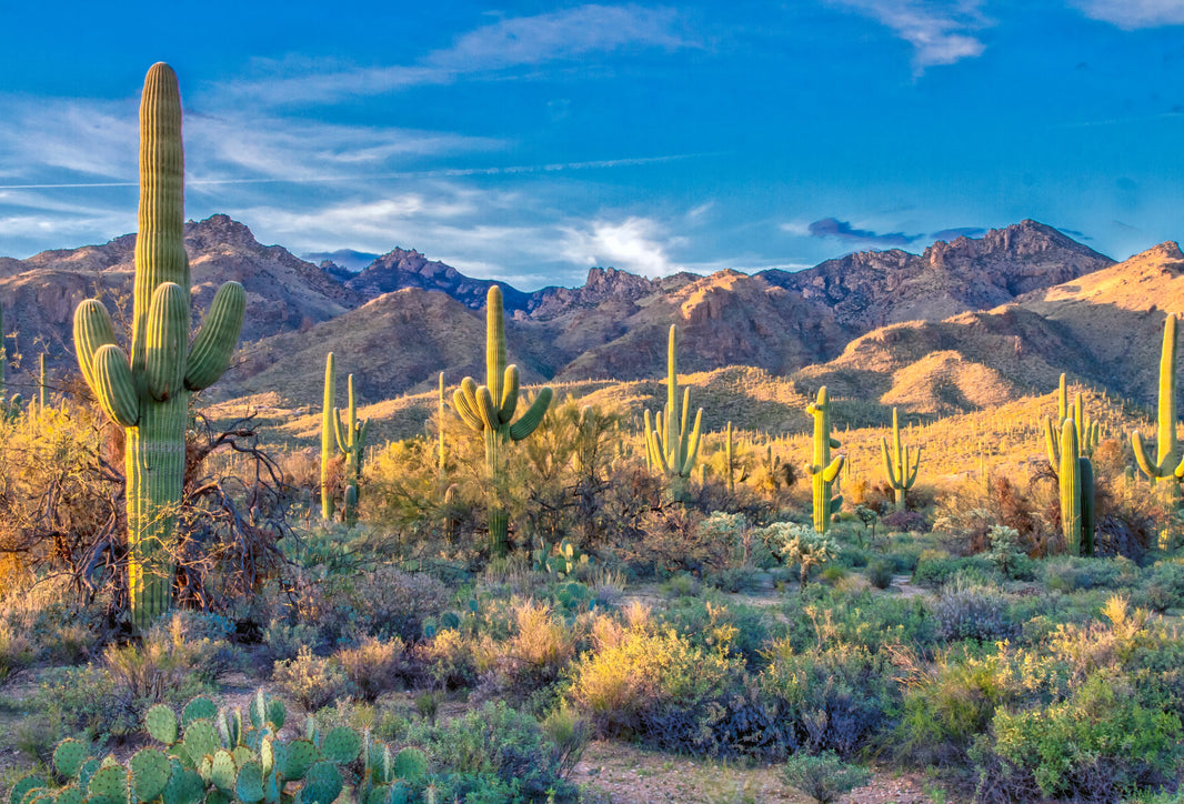 Dowell at AO Meeting in Phoenix, AZ - Booth #120