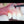 Load and play video in Gallery viewer, PIEZO ULTRASONIC SURGERY IMPLANT SITE PREPARATION TIPS-1.5mm UPPER
