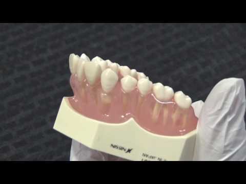A video of the Atraumatic Extraction Perio-Lux-Combination-Straight extracting a tooth from a model lower jaw
